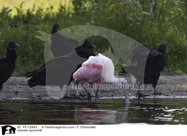 roseate spoonbill / FF-12993