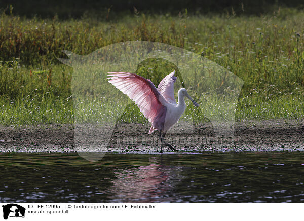 roseate spoonbill / FF-12995