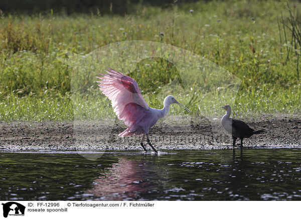 roseate spoonbill / FF-12996