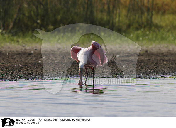 roseate spoonbill / FF-12998