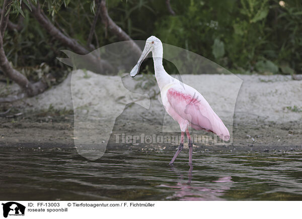 roseate spoonbill / FF-13003