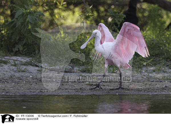 roseate spoonbill / FF-13006