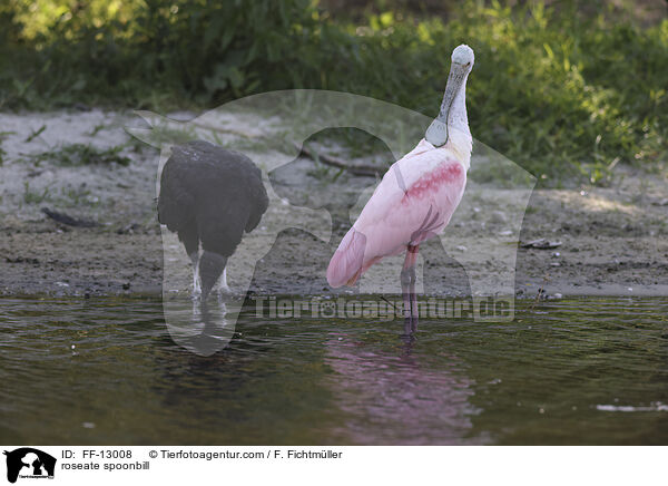 roseate spoonbill / FF-13008