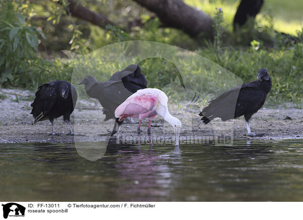 roseate spoonbill / FF-13011