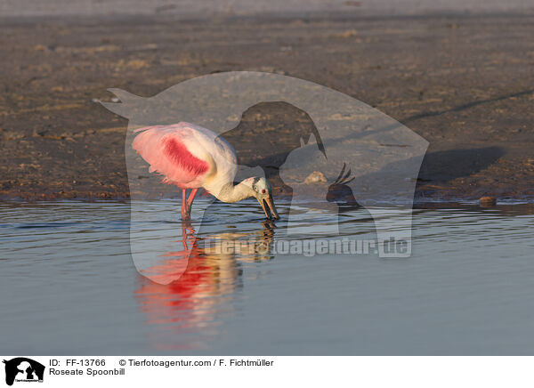 Roseate Spoonbill / FF-13766