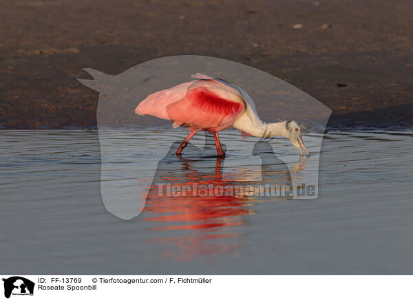Roseate Spoonbill / FF-13769