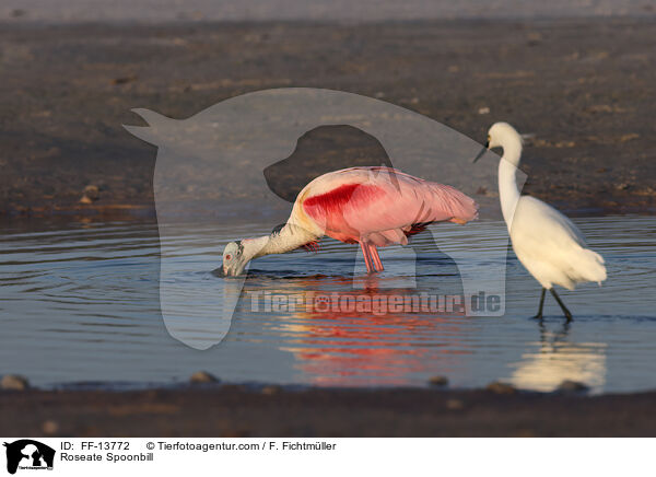 Roseate Spoonbill / FF-13772