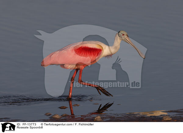 Roseate Spoonbill / FF-13773