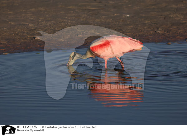 Rosalffler / Roseate Spoonbill / FF-13775