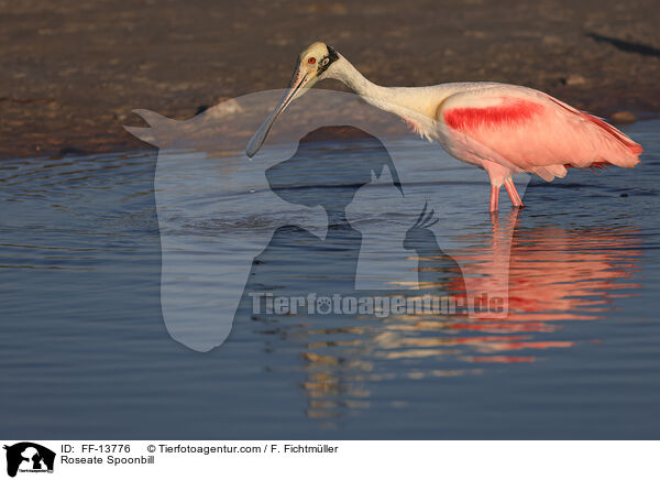 Roseate Spoonbill / FF-13776
