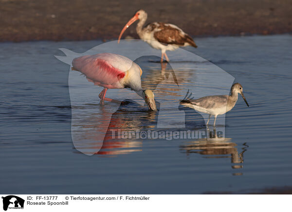 Roseate Spoonbill / FF-13777