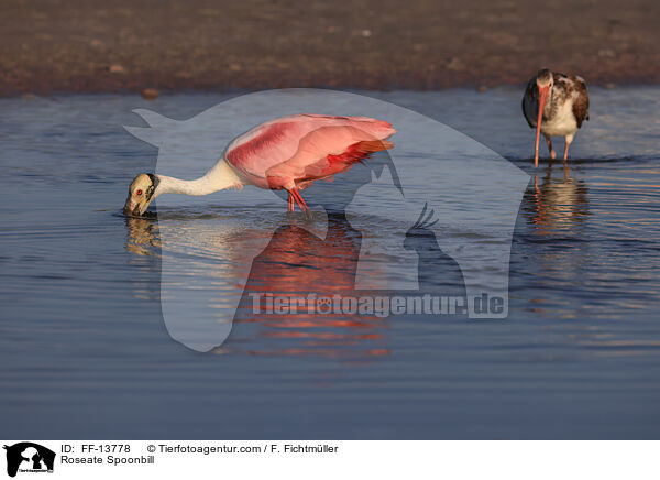 Roseate Spoonbill / FF-13778