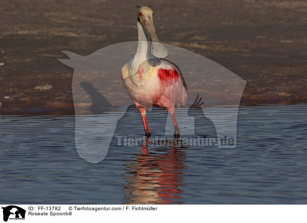 Roseate Spoonbill / FF-13782