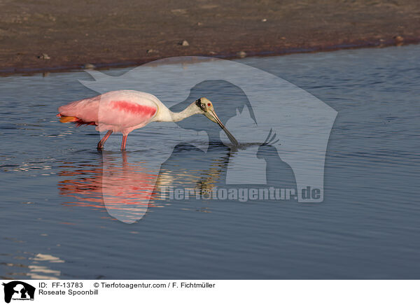 Rosalffler / Roseate Spoonbill / FF-13783