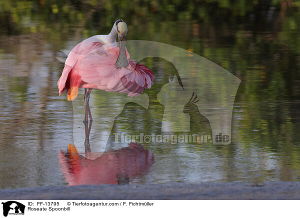 Roseate Spoonbill / FF-13795
