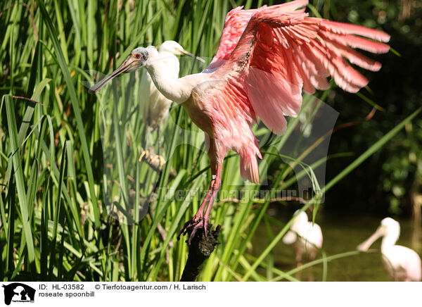 Rosalffler / roseate spoonbill / HL-03582