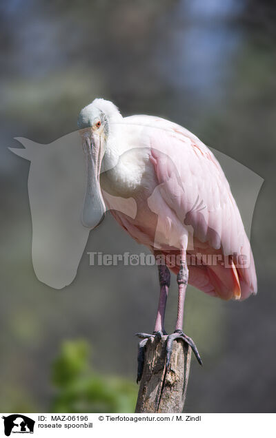 roseate spoonbill / MAZ-06196