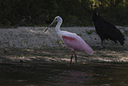 roseate spoonbill