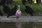 roseate spoonbill