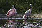 roseate spoonbill