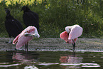 roseate spoonbill