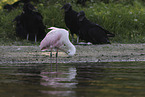 roseate spoonbill