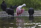 roseate spoonbill
