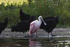 roseate spoonbill