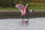 roseate spoonbill