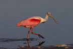 Roseate Spoonbill