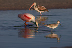 Roseate Spoonbill