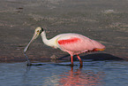 Roseate Spoonbill