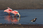 Roseate Spoonbill