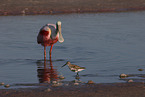 Roseate Spoonbill