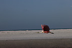 Roseate Spoonbill