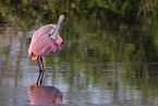 Roseate Spoonbill