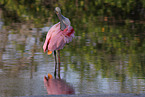 Roseate Spoonbill
