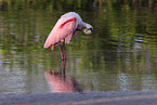 Roseate Spoonbill