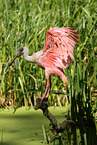 roseate spoonbill