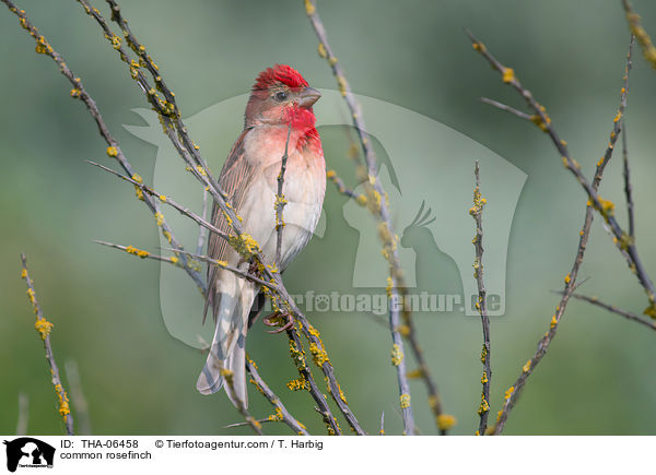 Karmingimpel / common rosefinch / THA-06458