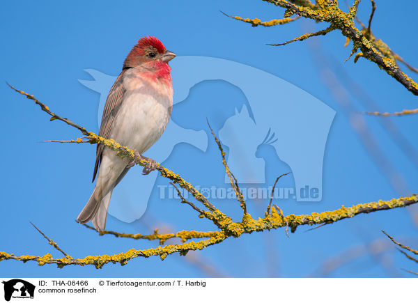 common rosefinch / THA-06466