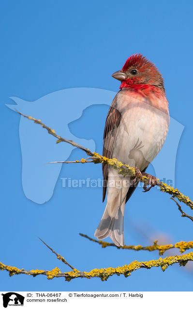 Karmingimpel / common rosefinch / THA-06467