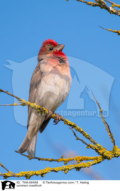 common rosefinch / THA-06468