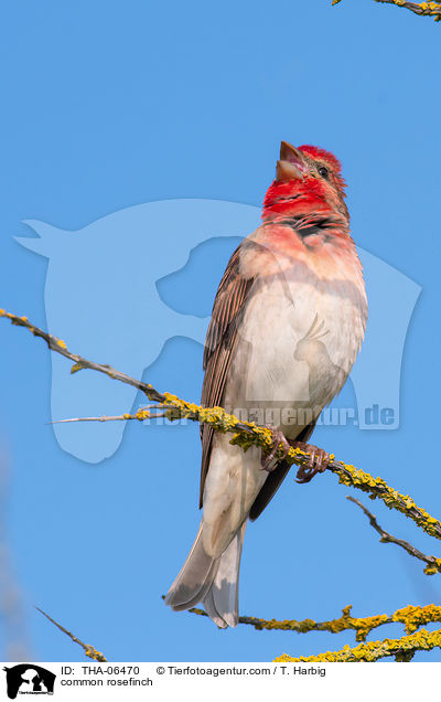 common rosefinch / THA-06470