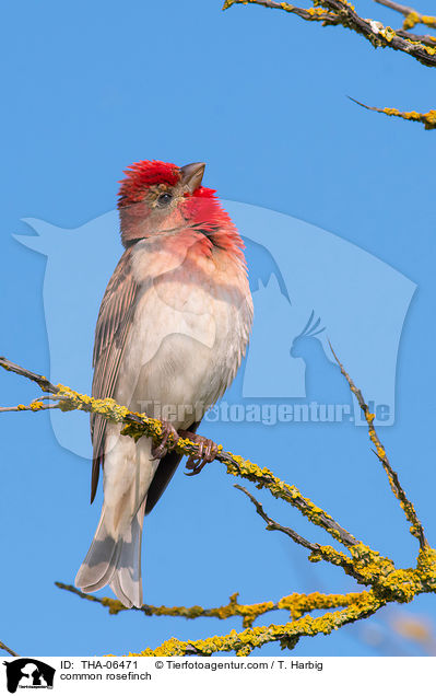 common rosefinch / THA-06471