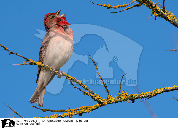 common rosefinch / THA-06473