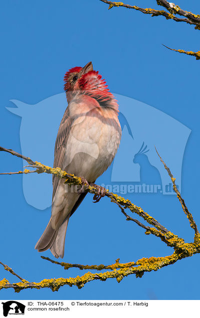 Karmingimpel / common rosefinch / THA-06475