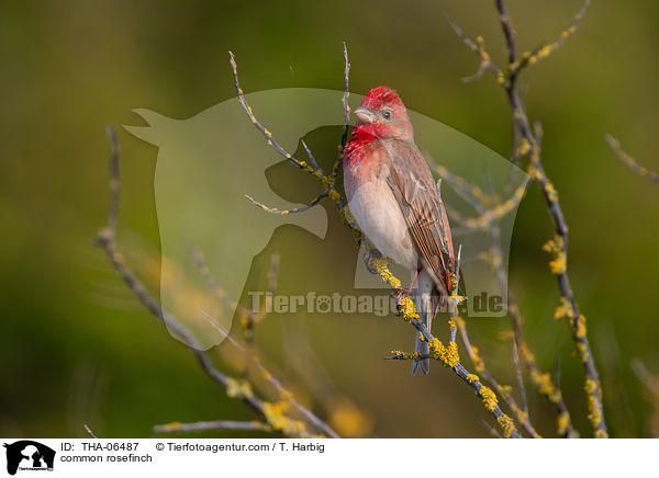 common rosefinch / THA-06487
