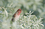 common rosefinch