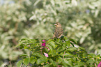 common rosefinch